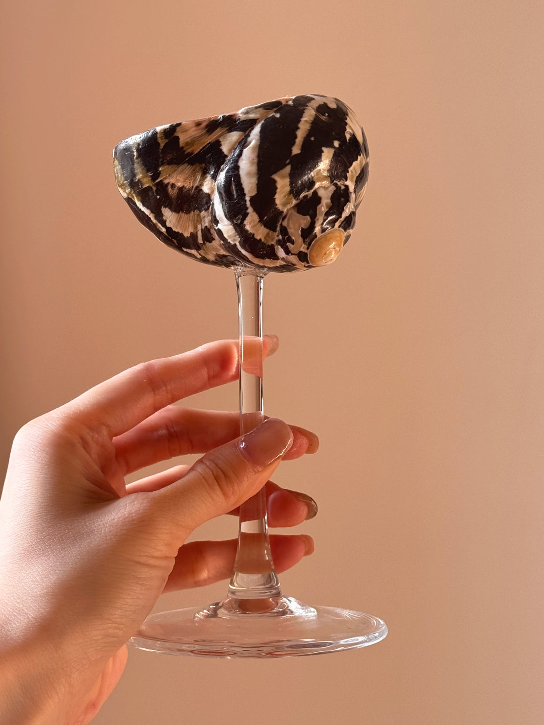 Natural Shell Glasses