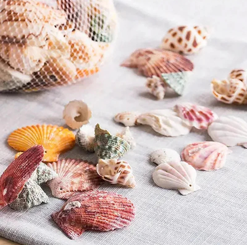 Mediterranean Sea Shell Pendant Lamp - Floral Fawna