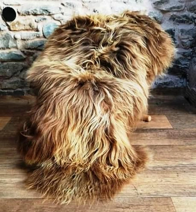 Highland Cow Sheepskin Rug