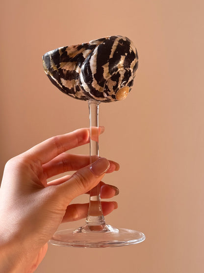 Natural Shell Glasses