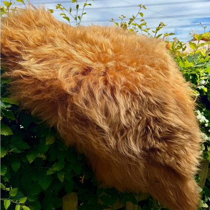 Highland Cow Sheepskin Rug