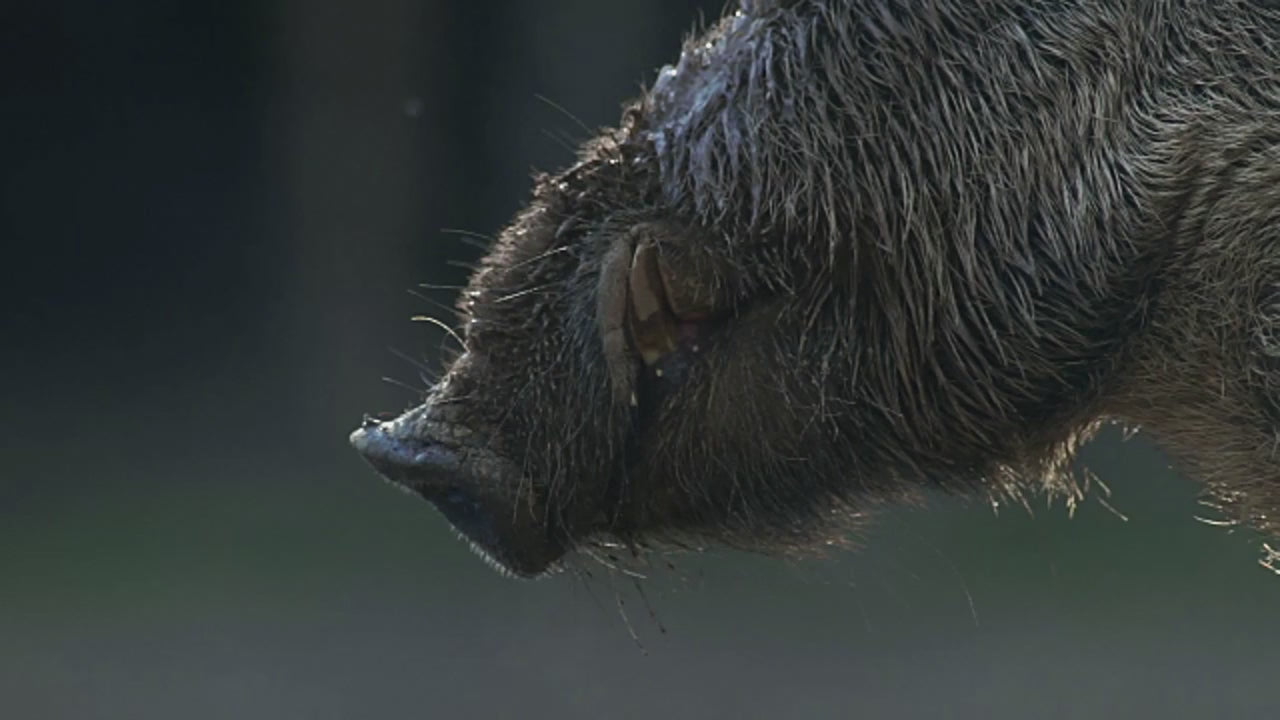 Wild Boar Bottle Stopper